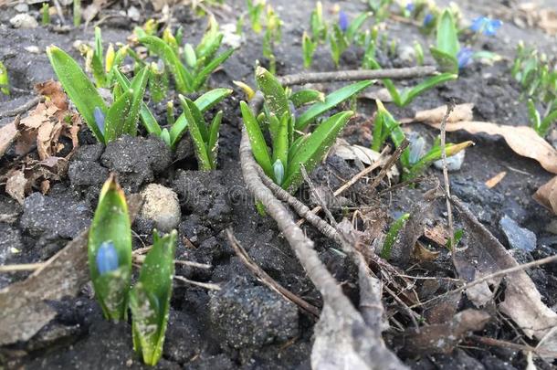 蓝紫色开花球茎奇奥多萨，<strong>荣耀的</strong>雪在春天