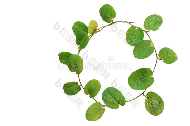 在白色背景上分离的小树状植物（覆盖作物植物，叶）的圆圈，包括裁剪路径
