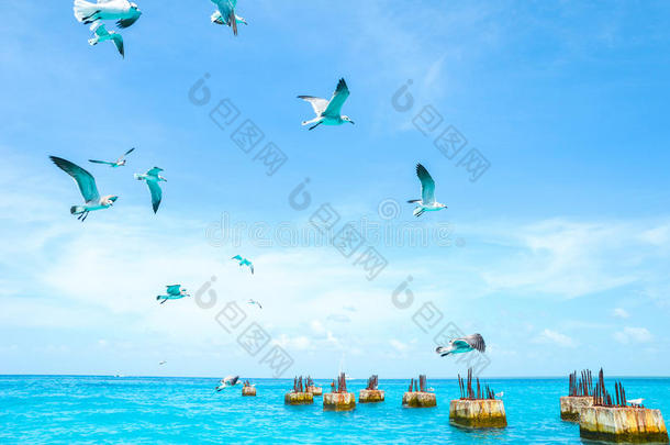 海鸥在大海和蓝天的背景上盘旋，寻找食物。 海鸟在飞行中寻找饲料