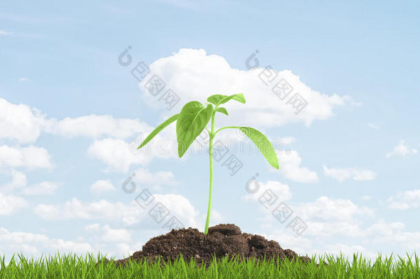 绿色的芽从地上长出来。 <strong>新事物</strong>开始的概念。