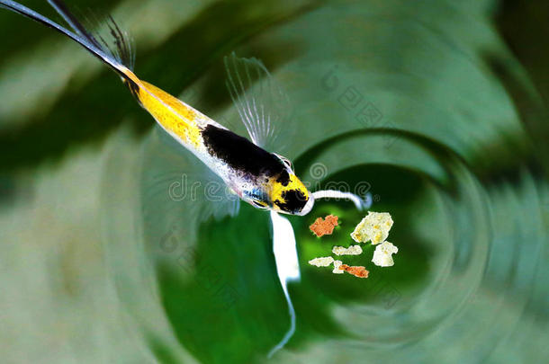 天使鱼吃鱼片食品从服务喂养水族馆鱼