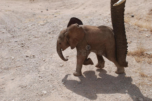 肯尼亚马赛马拉国家保护区的大象幼崽