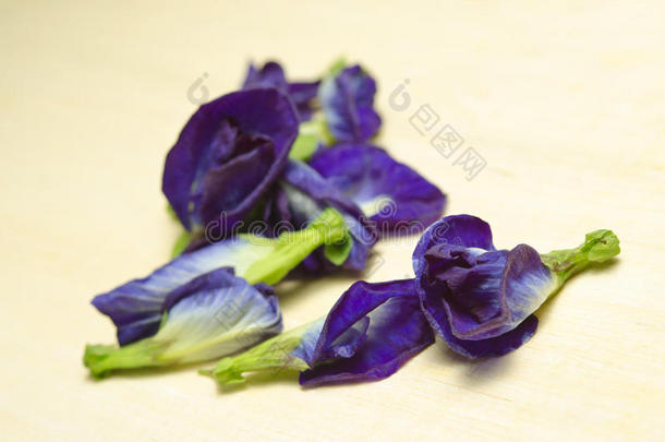白色背景上分离的蝴蝶豌豆或蓝色豌豆花