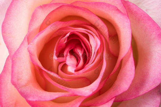 新鲜的淡粉色玫瑰