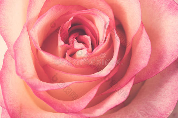 新鲜的淡粉色玫瑰