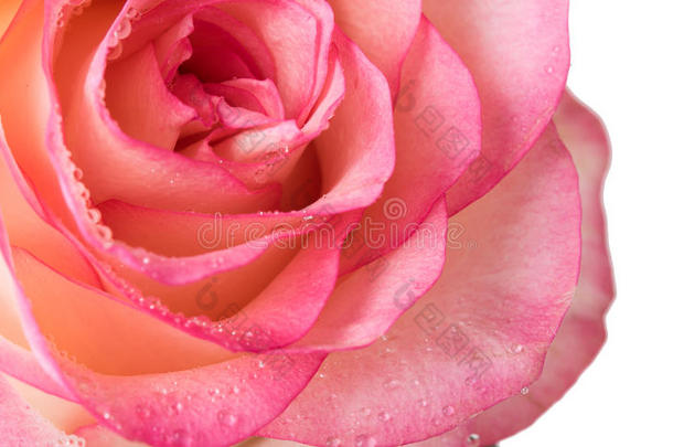 新鲜的淡<strong>粉色玫瑰</strong>