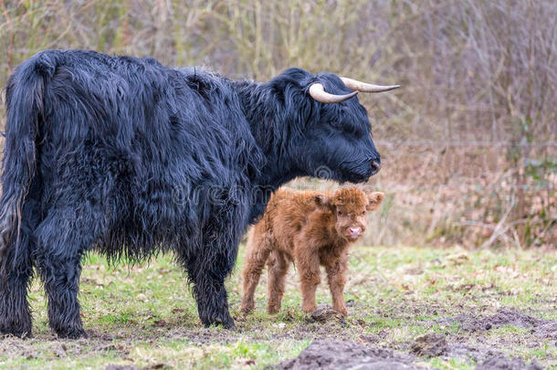 黑色苏格兰高地母牛和新生小牛