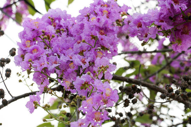 和杜鹃花背景美丽的蜜蜂