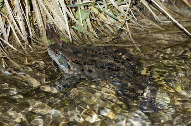 冬季清澈溪流中的蛙属