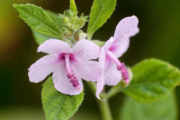 凯撒杂草(乌雷娜罗巴塔l)粉红色的花