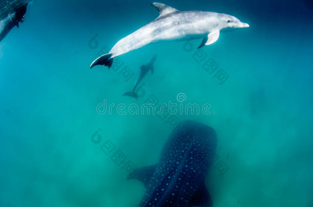 一群海豚护送鲸鱼鲨鱼在清澈的蓝色水中
