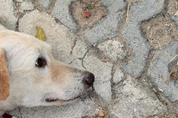 可爱极了动物细心的棕色的犬科动物