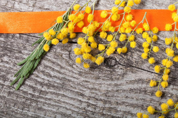 新鲜的春天含羞草与橙色丝带在旧的灰色木材上