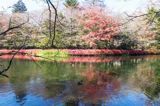 日本卡米科奇国家公园秋季季节