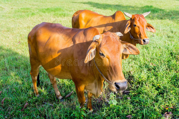 奶牛在新鲜的田野里吃东西