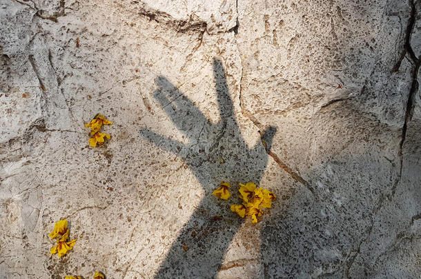 手影与黄花在石头背景