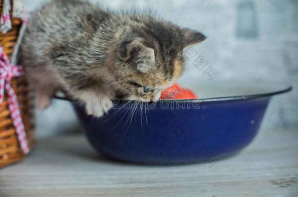 复活节主题小猫坐在大织杯和碟子里