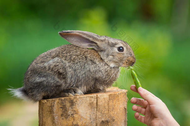 可爱害羞的小兔子。 喂食动物