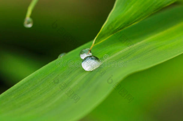 露水滴在竹叶上