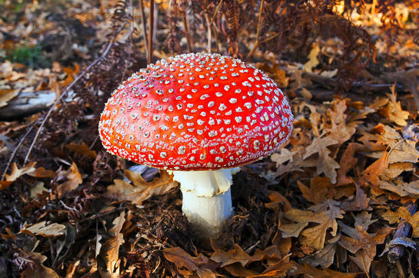 番红花，有毒蘑菇