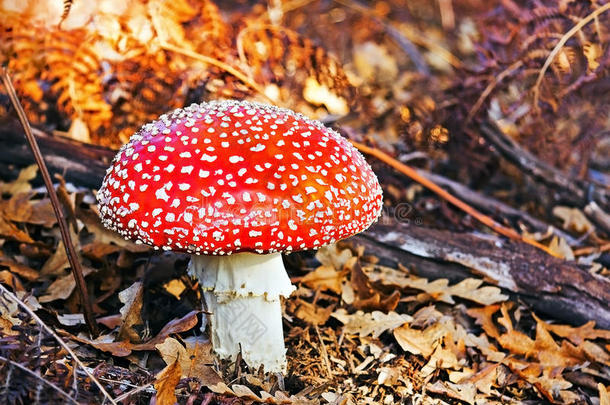 番红花，有毒蘑菇