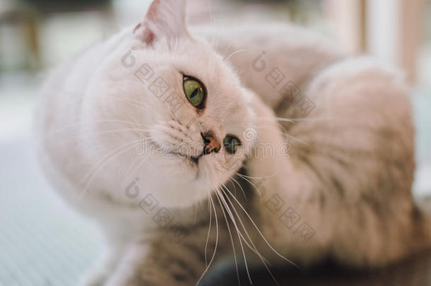 房间里一只猫的肖像，光线柔和，焦点柔和。 主要的焦点是眼睛，而白色的平衡是有意的