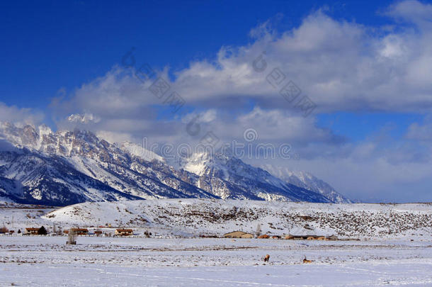 麋鹿在雪场前的大提顿，从麋鹿避难所在杰克逊霍尔怀俄明州