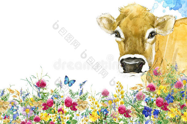 奶牛。 奶牛水彩插图。 挤奶奶牛品种。