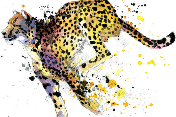 猎豹。 猎豹插图水彩画