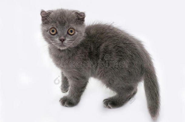 灰色小猫苏格兰褶皱站在灰色