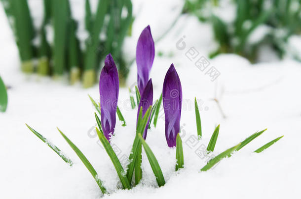 坦率细腻的花，紫色的番红花在雪上