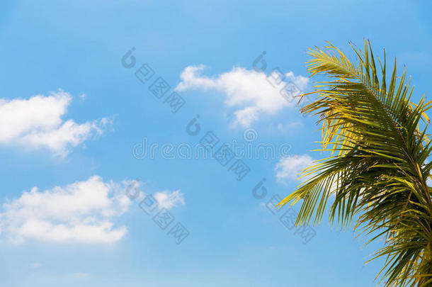 可可棕榈树和蓝天