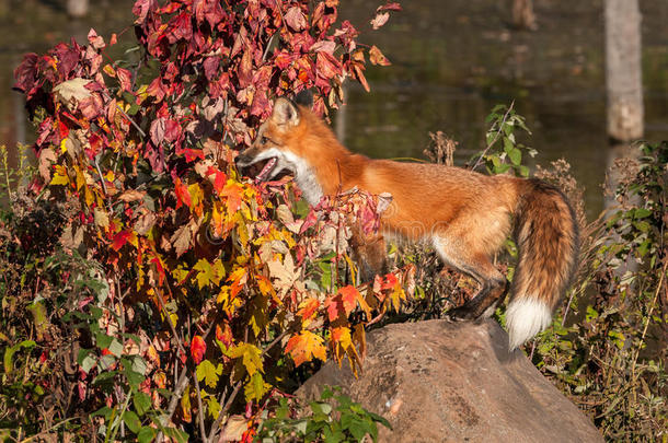 动物秋天生物落下狐狸