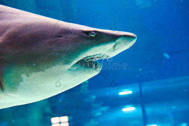 大型海洋馆里的大白鲨