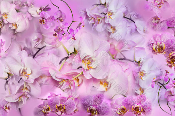 蝴蝶兰花美丽的拼贴背景。