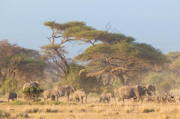 肯尼亚安博塞利乞力马扎罗山前的大象