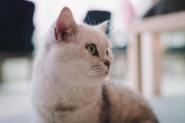 房间里一只猫的肖像，里面充满了<strong>柔和</strong>的光线，<strong>使用</strong>了<strong>柔和</strong>的焦点。 主要的焦点是眼睛。 照片是拍的