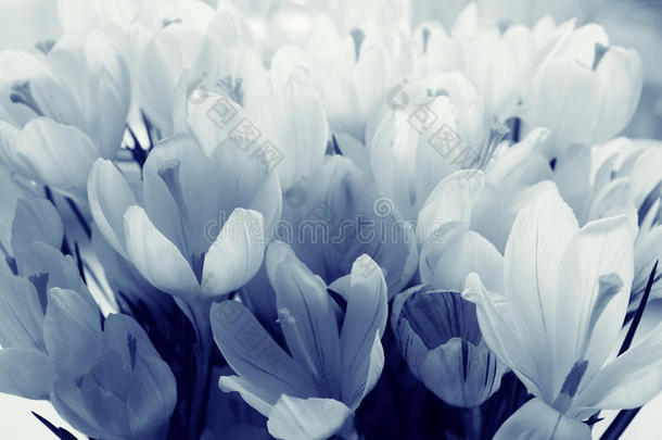 白色花瓣精致花朵的背景