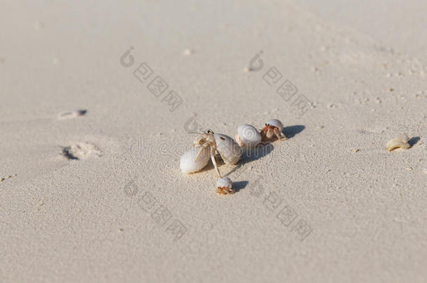 螃蟹从沙滩上的贝壳里孵化出来