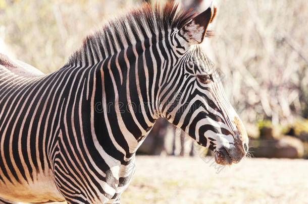非洲非洲的动物背景美丽的
