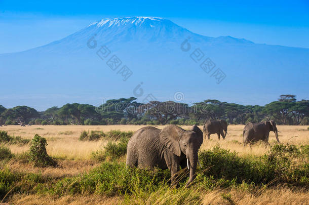 大象与乞力马扎罗山的非洲景观