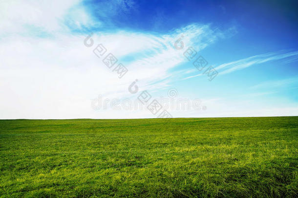 绿色草地，清新的草，蓝天