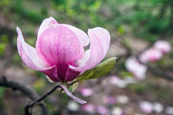 玉兰树开花。 美丽的粉红色<strong>玉兰花</strong>在自然抽象的软花<strong>背景</strong>上。 植物中的春天花
