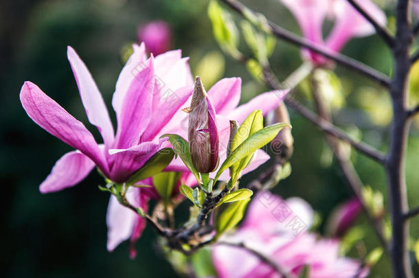 玉兰树开花。 美丽的粉红色玉兰花在自然抽象的软花背景上。 植物中的春天花