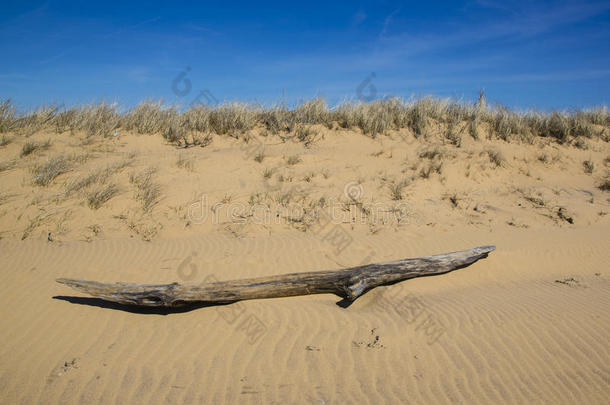 风吹沙沙丘上的漂流木