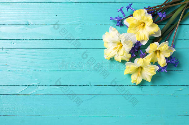 鲜艳的五颜六色的黄色和蓝色的春天花在绿色上
