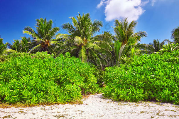 <strong>马尔代夫</strong>热带岛屿上的椰子棕榈