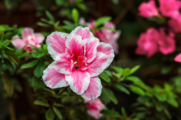 美丽的粉红色杜鹃花。 自然中的杜鹃花。 特写粉红色沙漠玫瑰花。