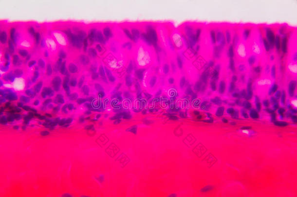 显微镜下阳极孔鳃纤毛上皮-白色背景上抽象的粉红色和紫色