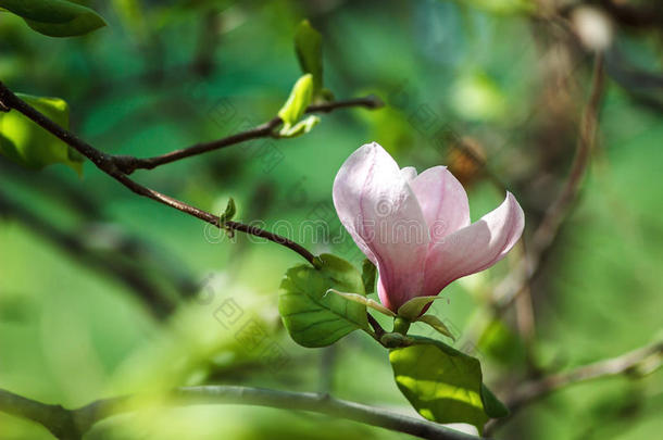 玉兰树开花。 美丽的粉红色玉兰花在自然抽象的软花背景上。